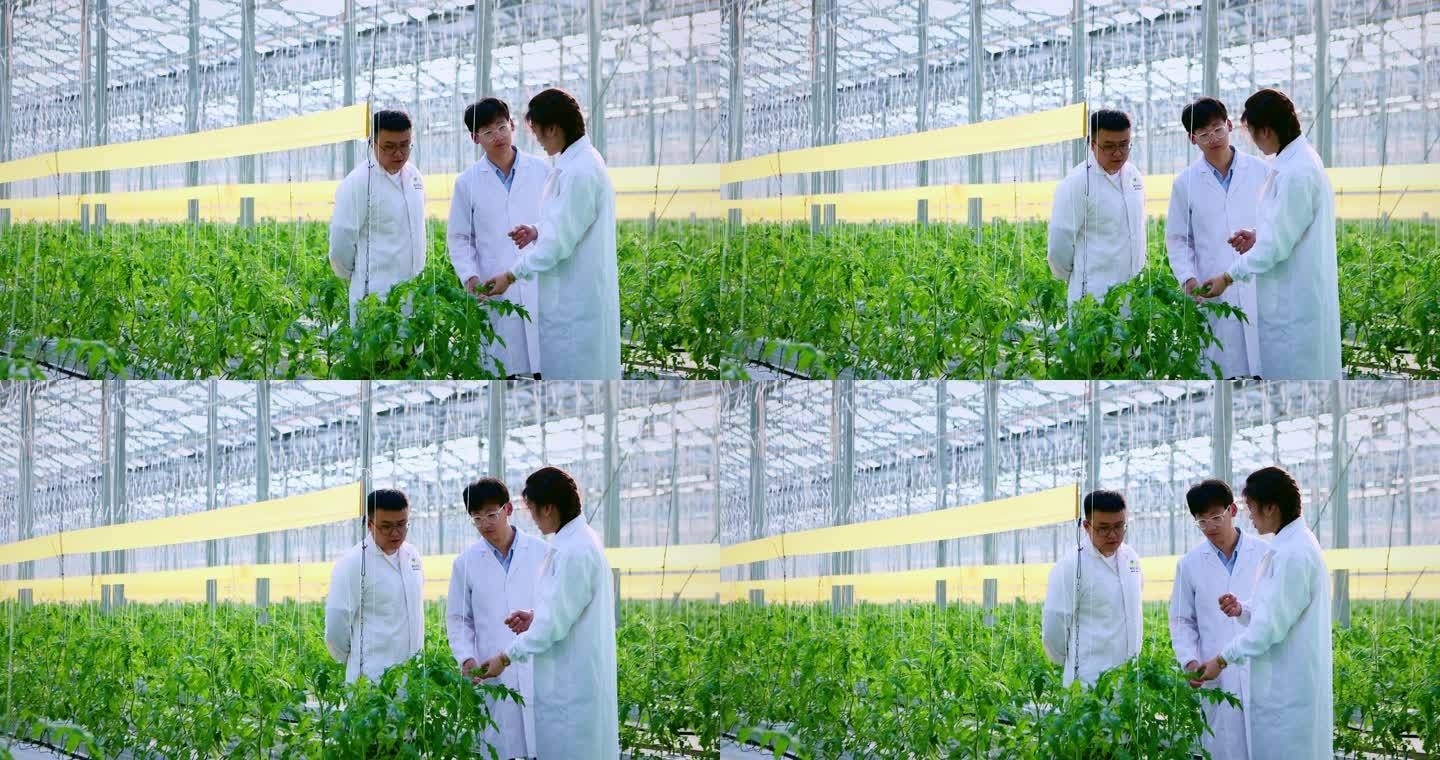 现代农业观察蔬菜智能大棚科研人员