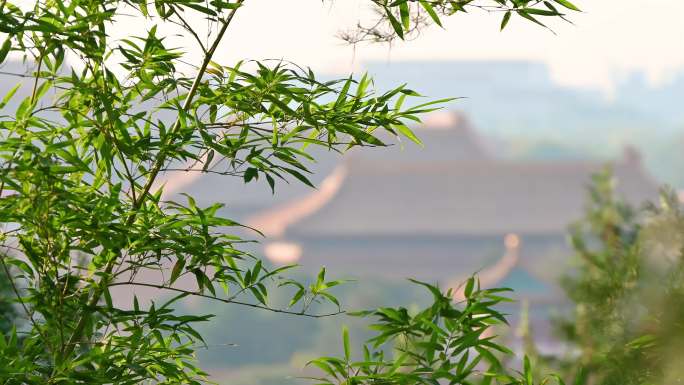 秋季清晨景山公园绿竹与古建筑背景