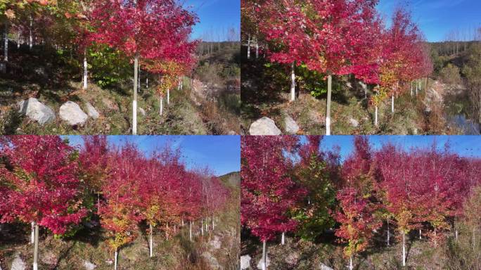 航拍威海市双岛湾西山村烟墩山红叶林秋色