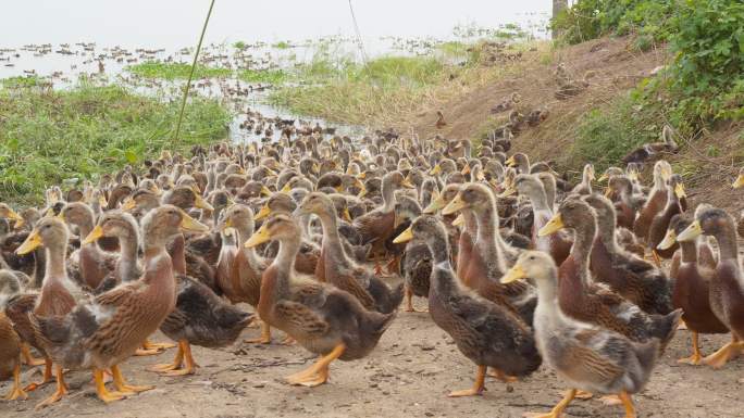 农村散养天然喂养土鸭子麻鸭
