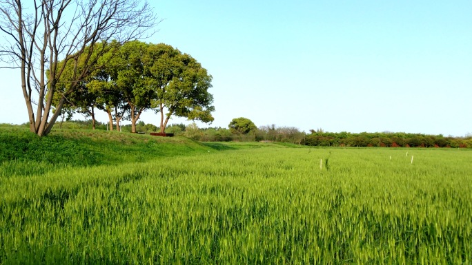 南方 麦田