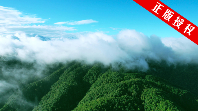 航拍原始森林云雾缭绕延时摄影