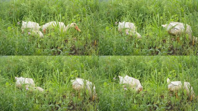 农村散养鸭子在草丛种觅食