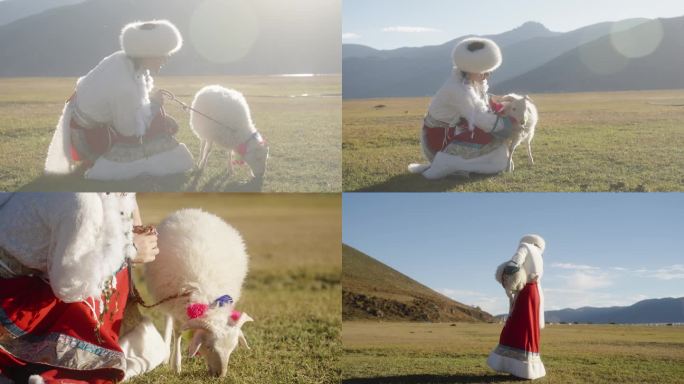藏族女子和小绵羊
