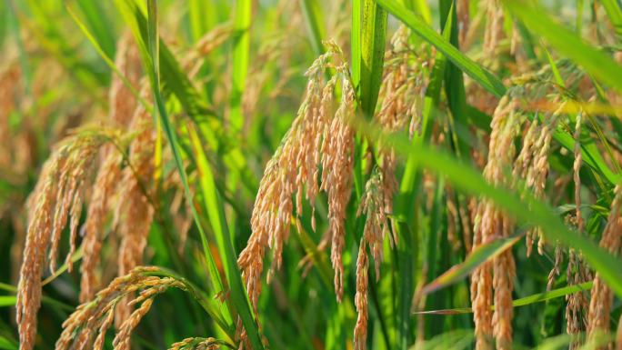 秋季丰收成熟的稻谷