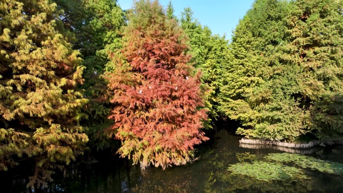 秋天南京燕雀湖水杉林和枝头栖息的白鹭