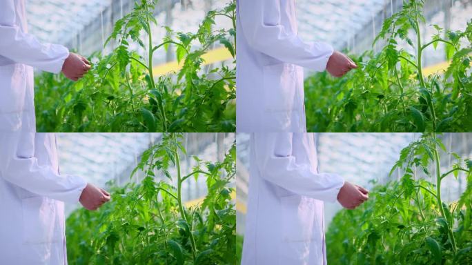 智慧大棚科研人员观察蔬菜生长情况抚摸叶子