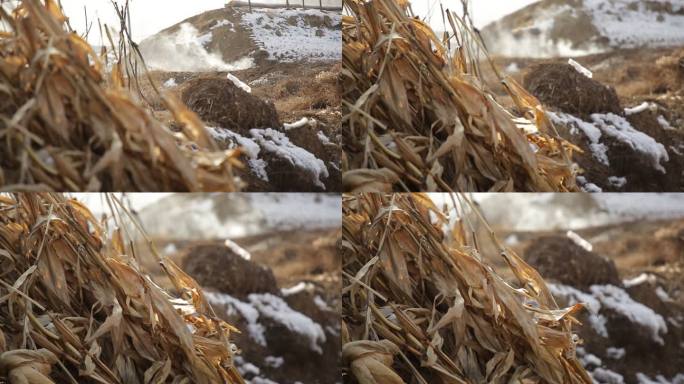 冬季 残雪 玉米秆 乡村