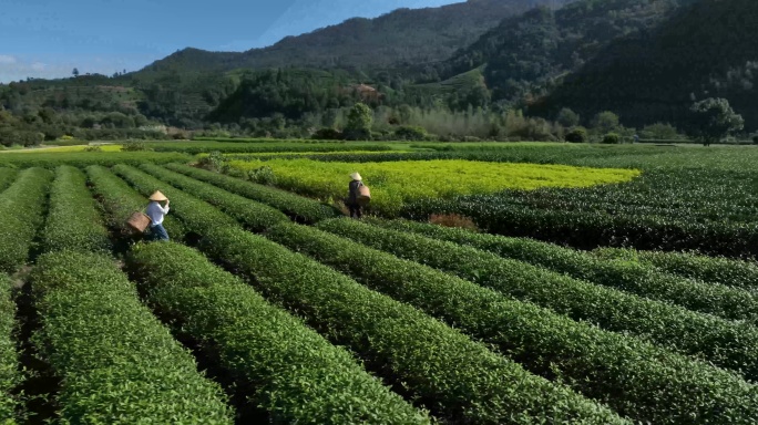 茶园茶农采茶金骏眉大红袍茶叶采茶