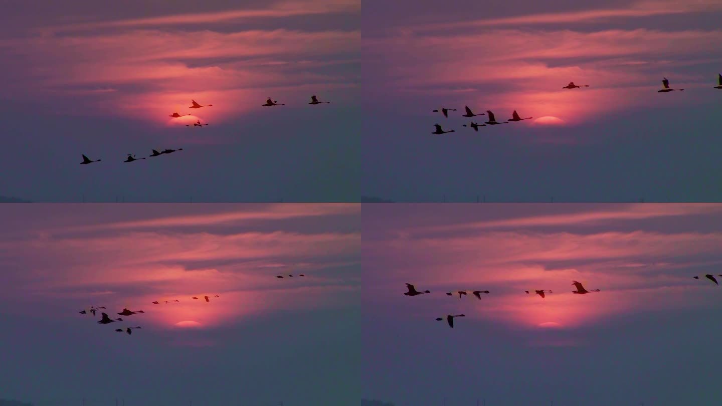 飞过夕阳的天鹅群 长素材