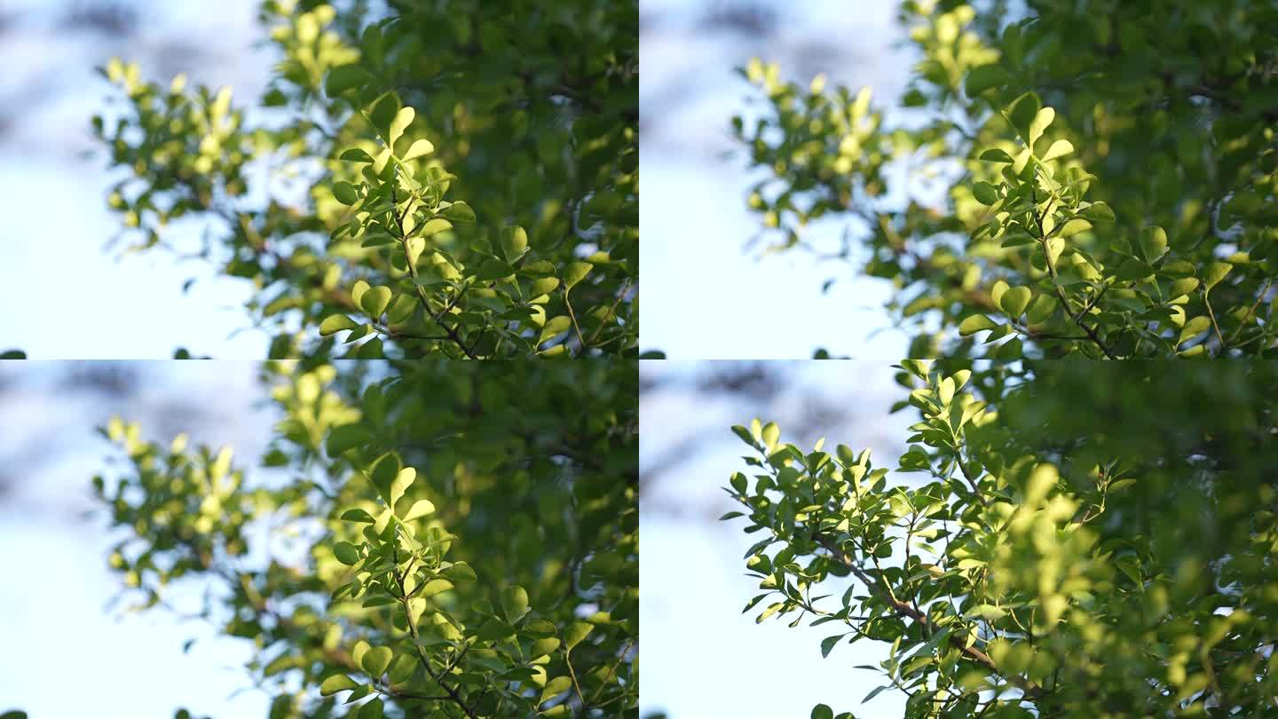 绿色树木 从实到虚