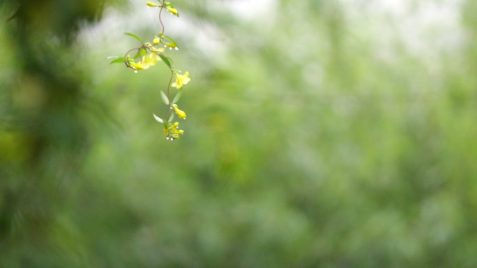 绿叶 细雨 朦胧 2