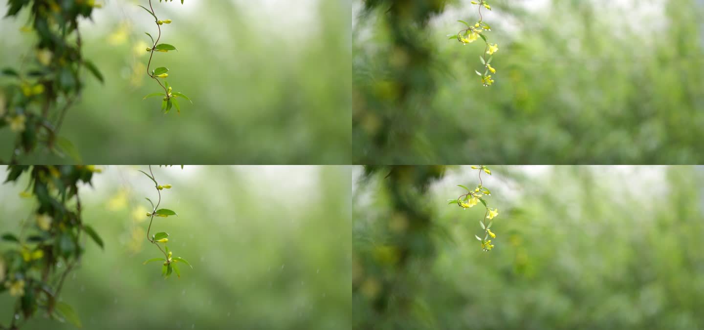 绿叶 细雨 朦胧 2