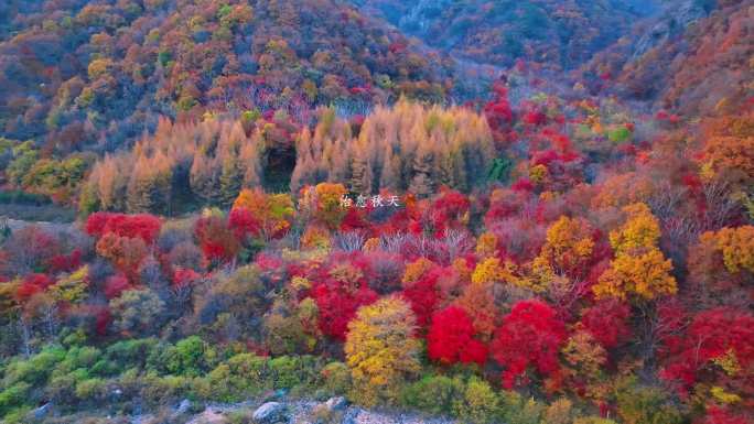 10月15日治愈秋天