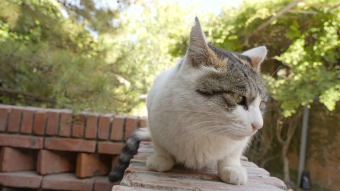猫趴在墙上张望休息好奇