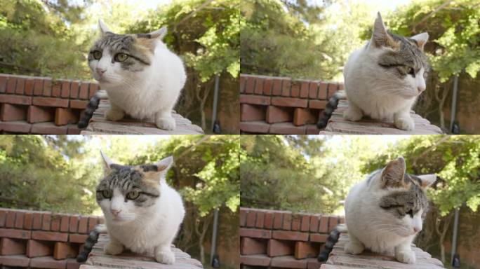 猫趴在墙上张望休息好奇
