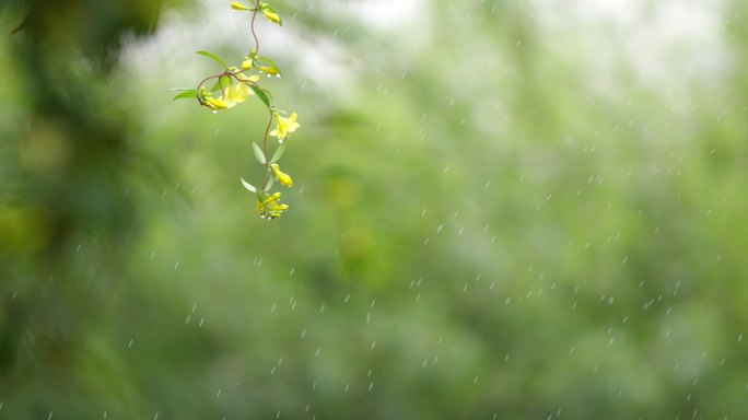 绿叶 细雨 朦胧