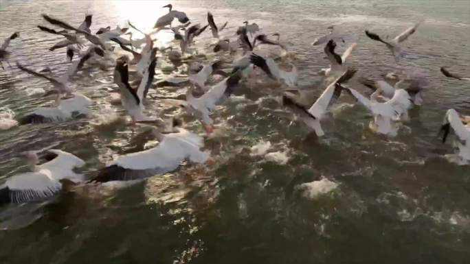 4K水鸟鹈鹕湖面飞翔嬉戏航拍