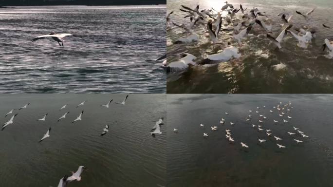 4K水鸟鹈鹕湖面飞翔嬉戏航拍