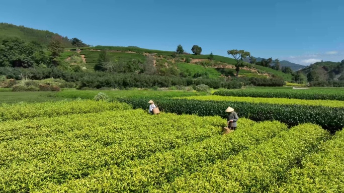 茶园茶农采茶金骏眉大红袍茶叶采茶