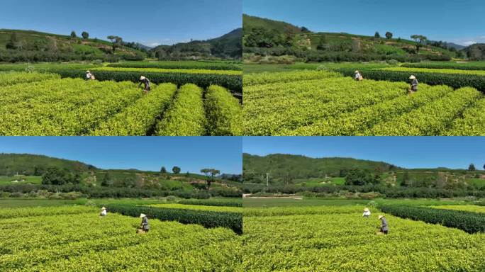 茶园茶农采茶金骏眉大红袍茶叶采茶