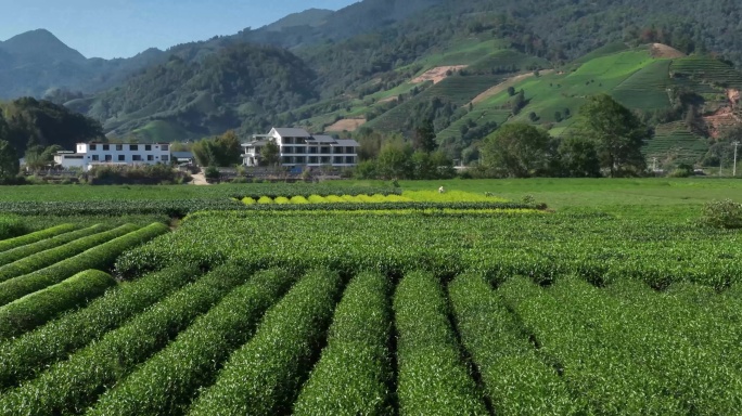 茶园茶农采茶金骏眉大红袍茶叶采茶