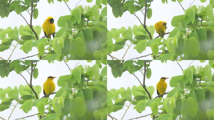 黄鹂鸟原始视频素材