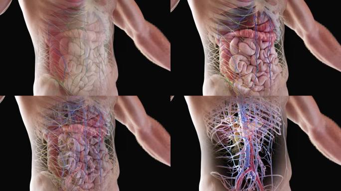 AE人体解剖 人体组织 人体器官 医学