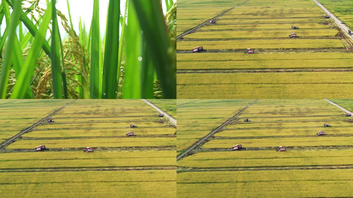 稻田  收割
