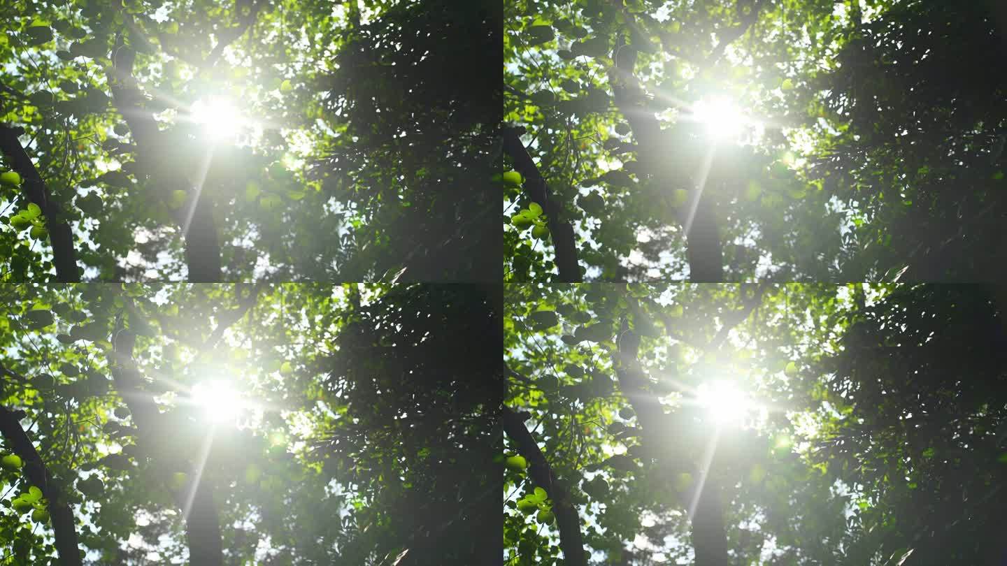 阳光透过树叶照射刺眼太阳光