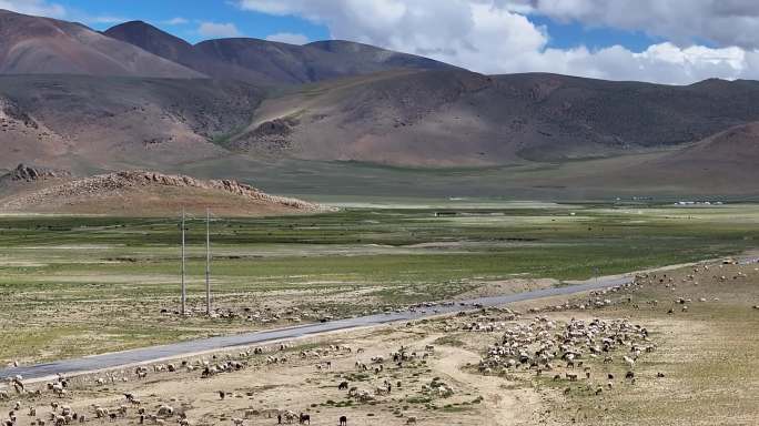 航拍西藏沿路羊群风光