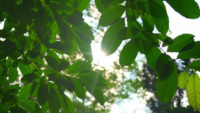 阳光透过树叶照射刺眼太阳光3