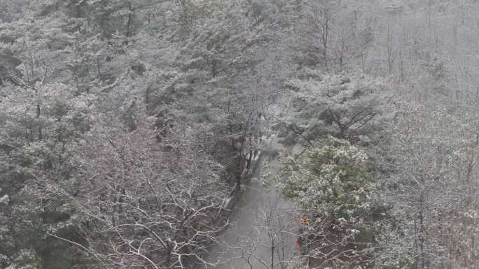 航拍山东省昆嵛山无染寺冬季飞雪松林雪景