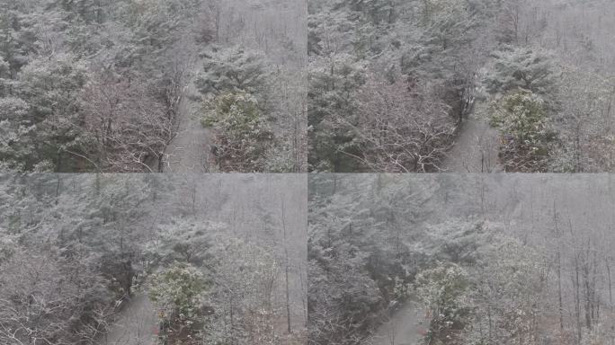 航拍山东省昆嵛山无染寺冬季飞雪松林雪景