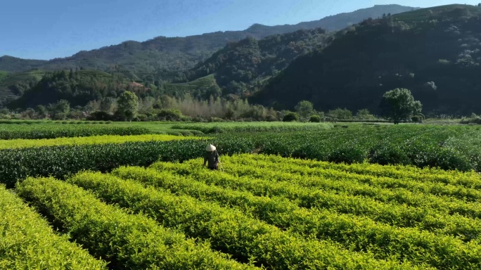 茶园茶农采茶金骏眉大红袍茶叶采茶