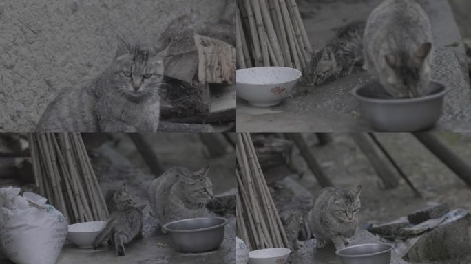 农村三脚猫咪一家四口