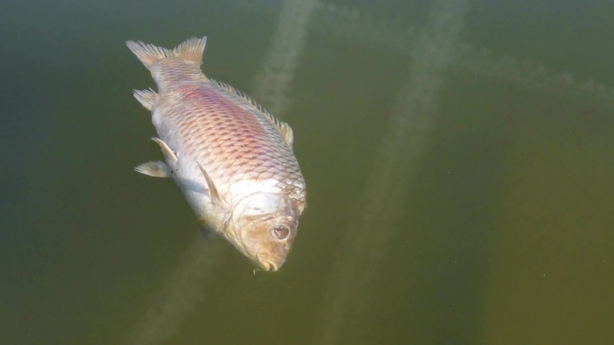 死鱼 水污染 湖面死鱼