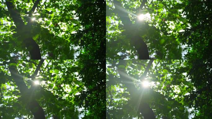 阳光透过树叶照射刺眼太阳光2