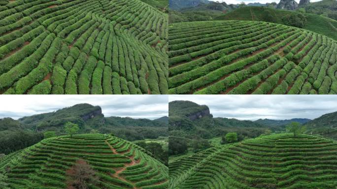 武夷山5k航拍茶山