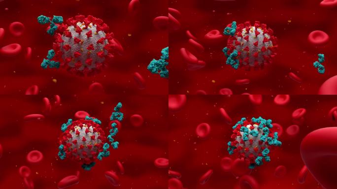 激活抗体攻击Covid-19冠状病毒周围的红细胞- 3d渲染动画
