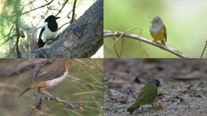 鸟儿合集-森林鸟儿自然森林鸟儿树枝鸟