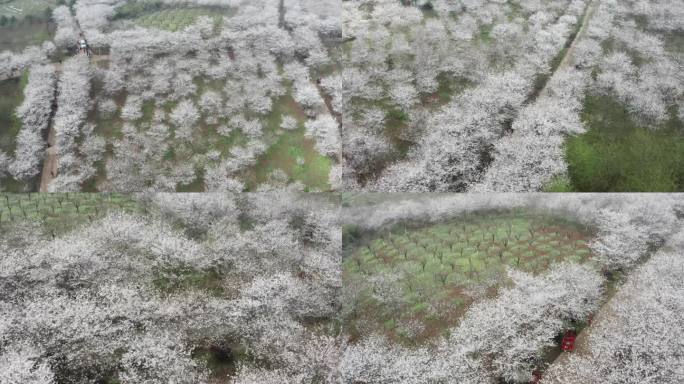 武汉江夏区青春村樱花园航拍