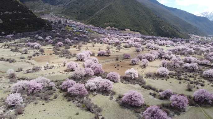 波密的桃花