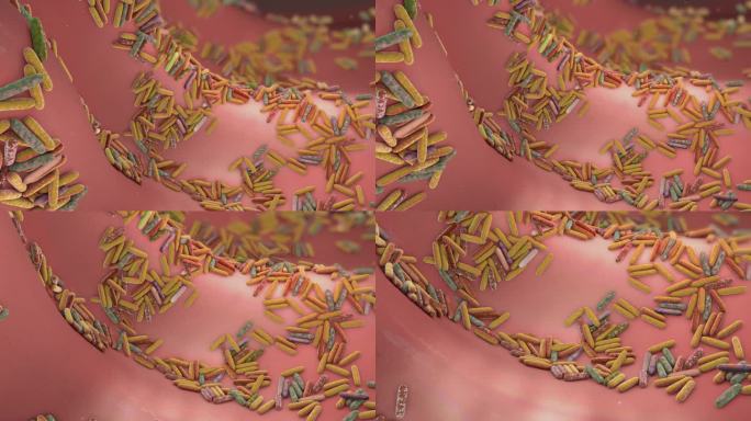 肠道微生物组3D动画