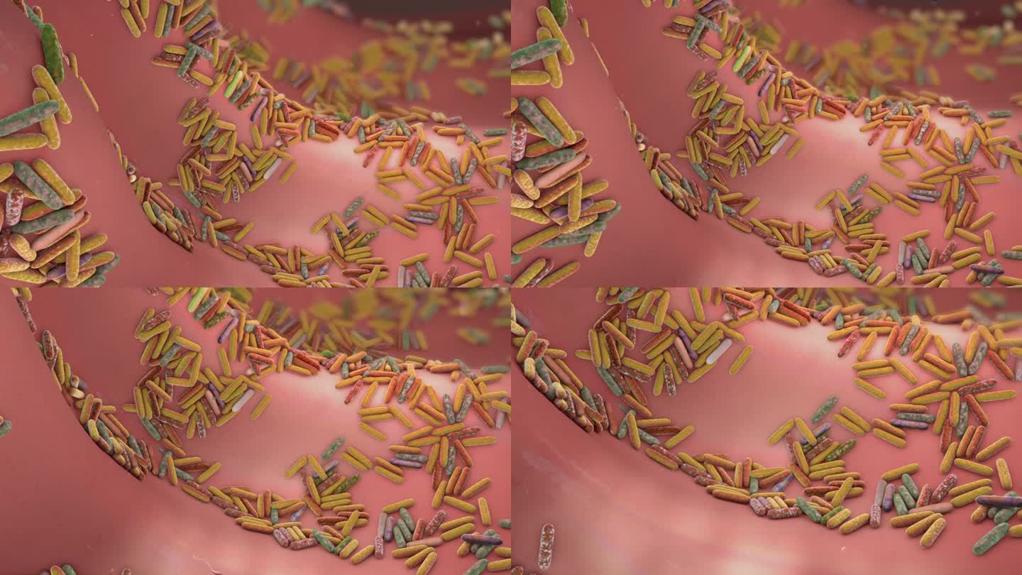 肠道微生物组3D动画