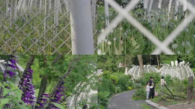 中国科学院武汉植物园里各种花草植物空镜6