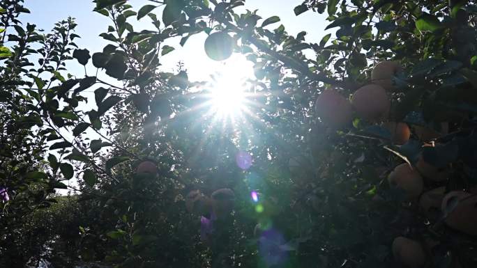 苹果果园实拍