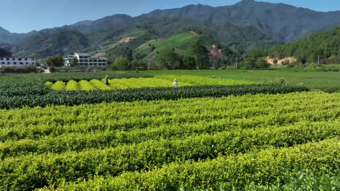 茶园茶农采茶金骏眉大红袍茶叶采茶