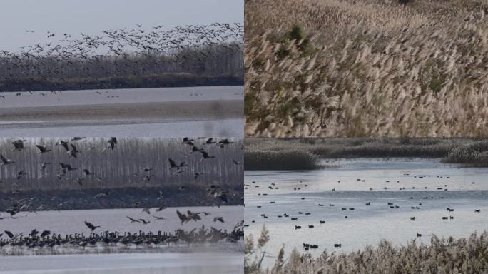 美丽中国-湿地鸟群