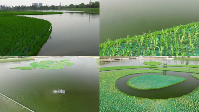 武汉汤逊湖上的人工浮动湿地水质净化航拍2